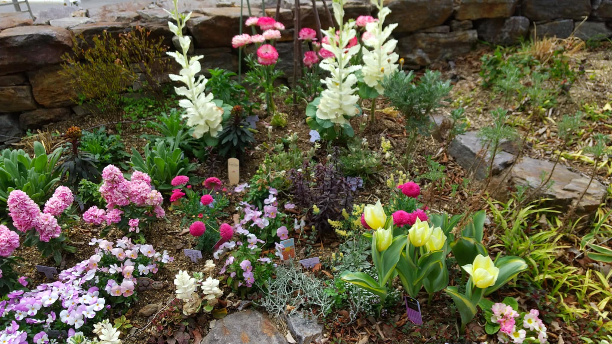 ほぼ毎日カフェ